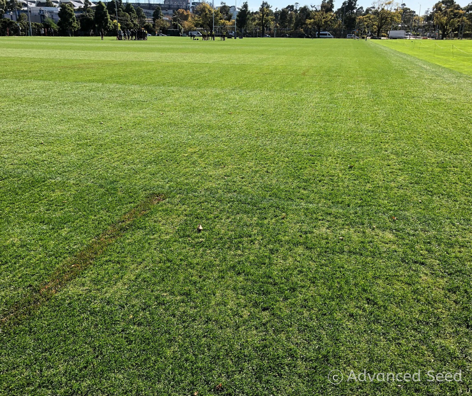 Championship Range Wearmaster Blend