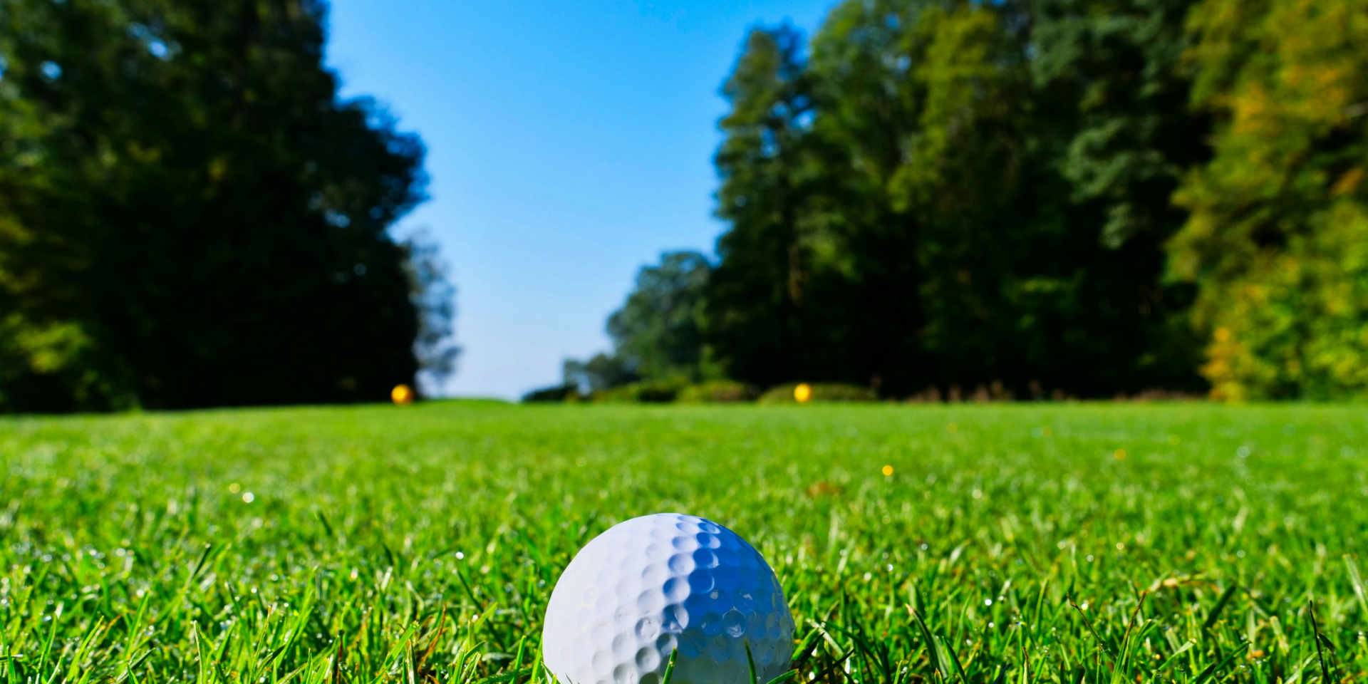 Explore our wide range of turf and lawn seeds for your next project