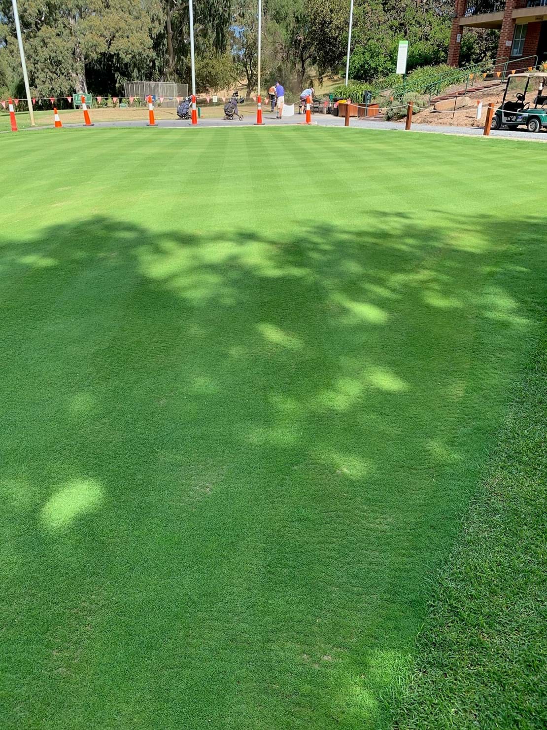 Advanced Seed Dominant Xtreme Bentgrass