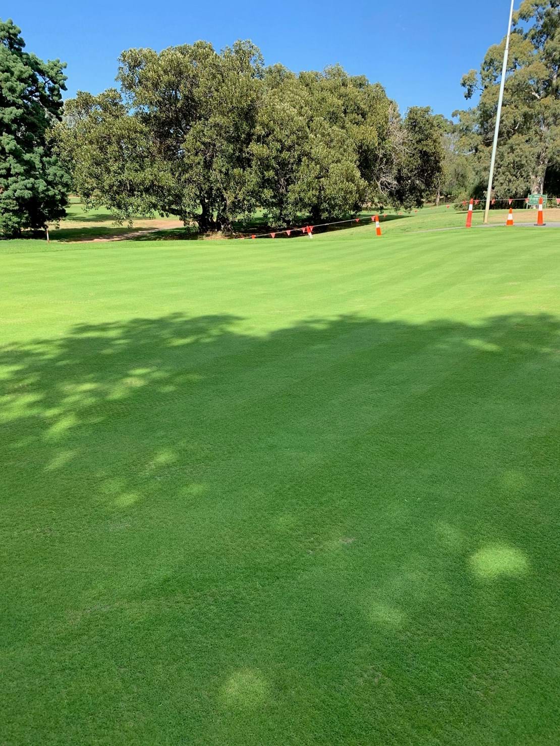 Advanced Seed Dominant Xtreme Bentgrass