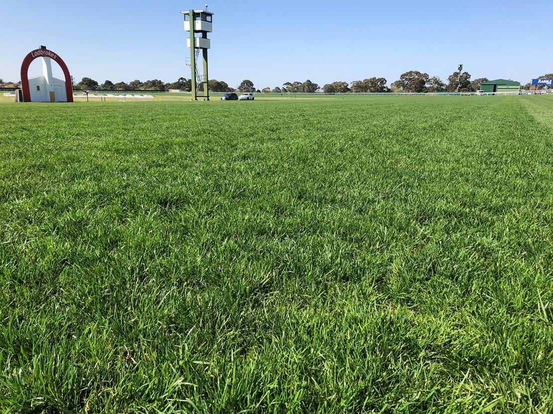 This is a blend of Double Ryegrass, Matilda, Jeta, Bronte and SR2100