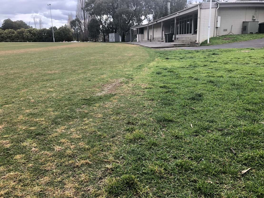 On left, see ryegrass removal, back to couch base. Right side shows no chemical applied.