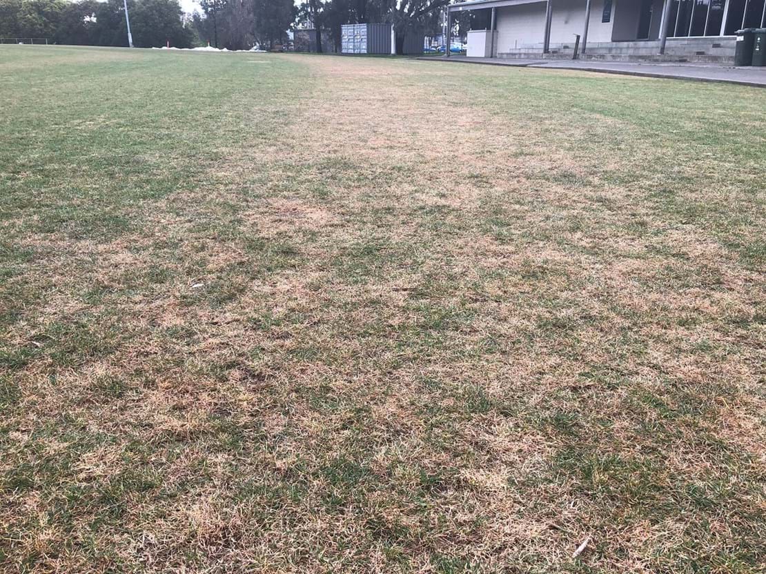 Typical local sports ground in Septebmer. Shows ryegrass being chemically removed from warm season couch grass base.