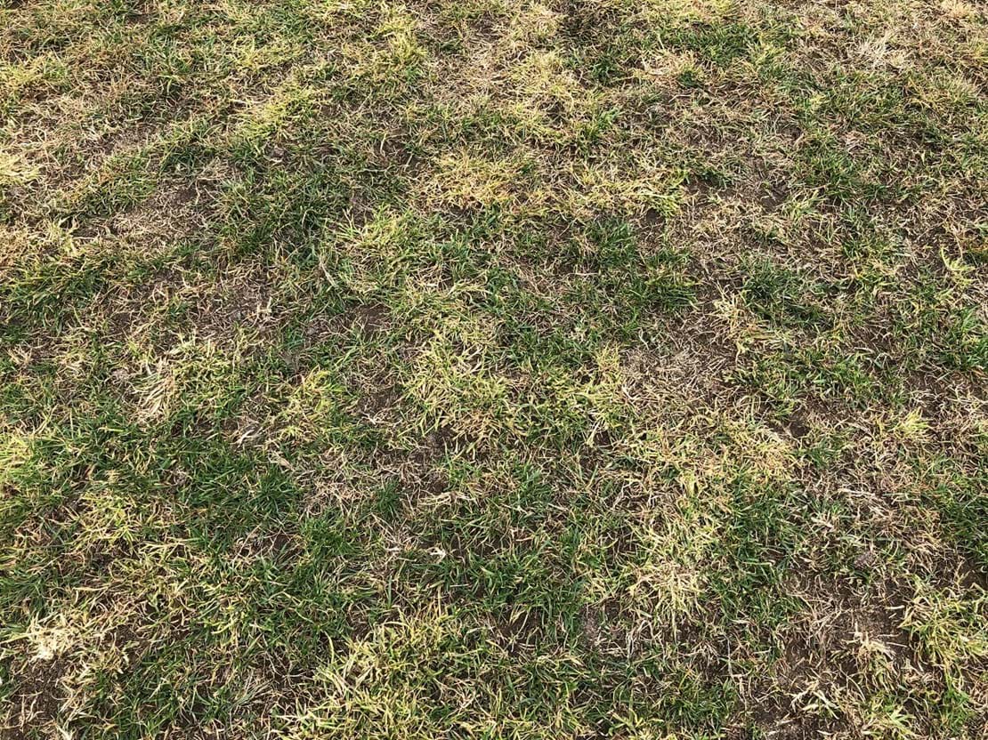 Close up view of ryegrass decaying after chemical application.